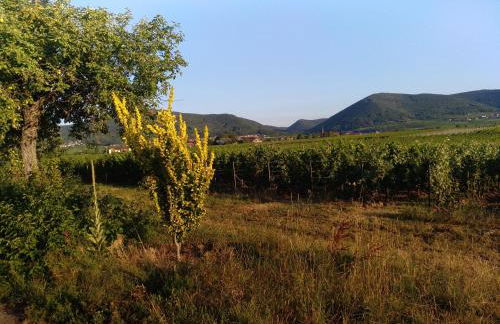 Kakteengarten - Foto 37