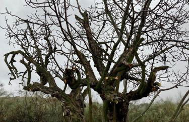 Casa El Encuentro - Turégano Segovia - Foto 44