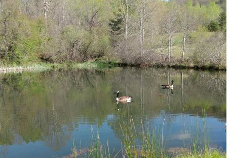 Treetops Cabin-Peaceful 1BR 20-Acre Rural Retreat-HotTub-WiFi-Near Asheville - Foto 6