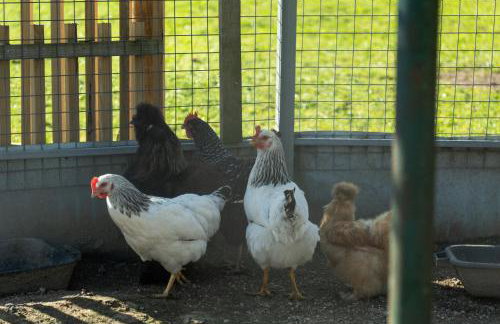 Quintinha de Sá - Foto 29