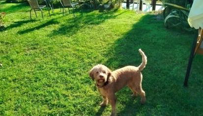 Agriturismo Podere Le Palaie - Foto 2