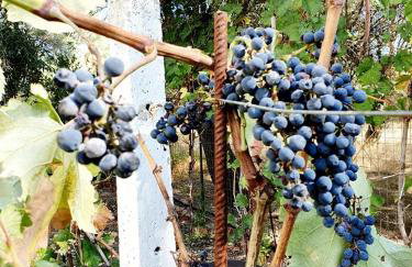 Alexandros Stone House - Foto 16