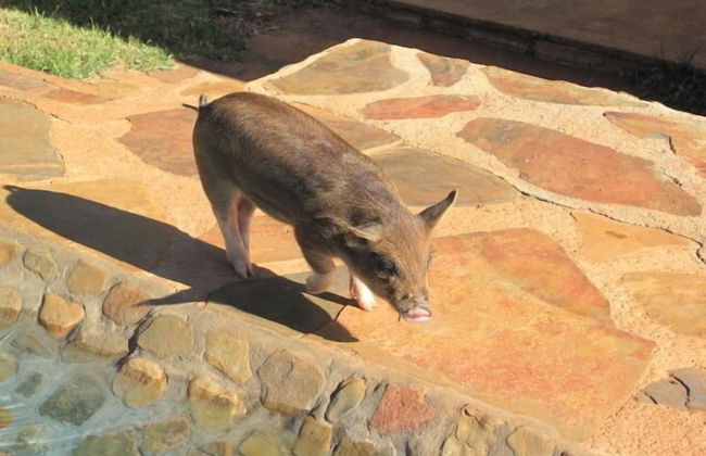 Caracal Lodge - Foto 21