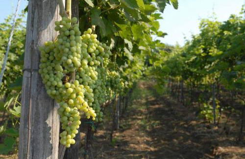 Le Case Del Merlo Turismo Rurale - Foto 85