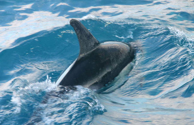 Dolphin Watching in Olhao - Foto 8