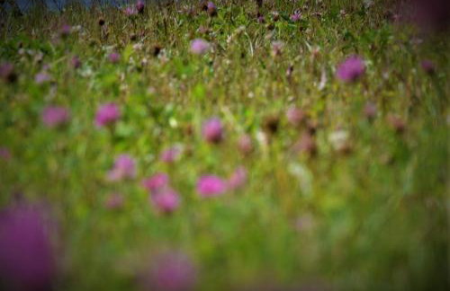 Lawendowa Malanówka - domek nad jeziorem - Foto 37