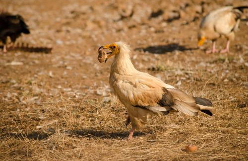 Casa rural y Habitaciones La Cañada en Monfrague Torrejon el Rubio - Foto 13