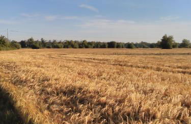 Das kleine Lavendelhaus - Foto 29