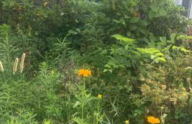 Köpenick spree 1 bed room house - Foto 1