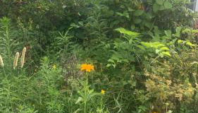 Köpenick spree 1 bed room house - Foto 1, Garden view