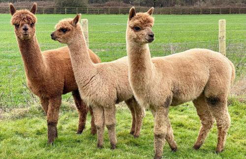 The Granary Smeeth - Foto 63