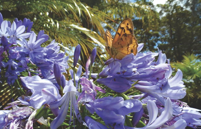 Tennessee Hill Chalets - Foto 22