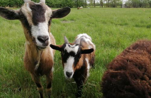 Camping La Loire Fleurie - Foto 38