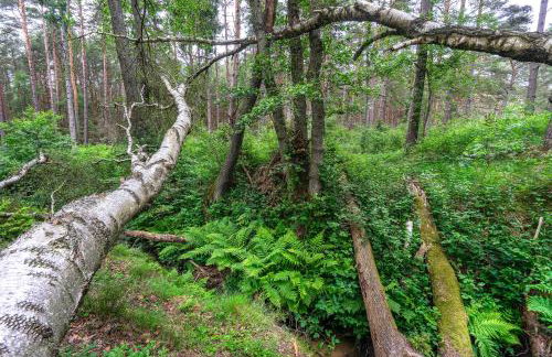 Domki Szumifala - Foto 55