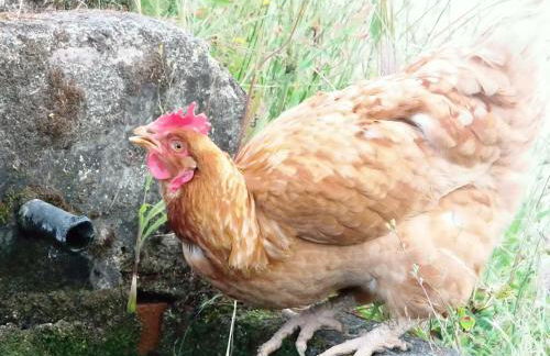 Apartamentos Rurales Ecopangea - Foto 7