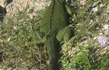 Cardinal vacations - Foto 10