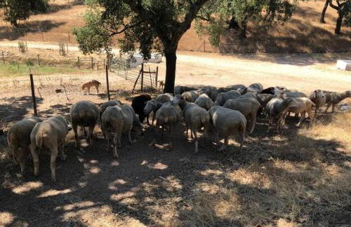 Casa do Forno Évora retreat - Foto 51