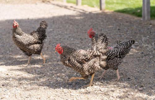 Uncle Terry's Cabin - Foto 28