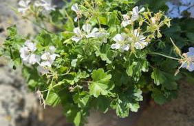 Gîte la Doucette proche des Cascades - Photo 46