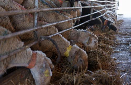 Mas El Brugué - Foto 8