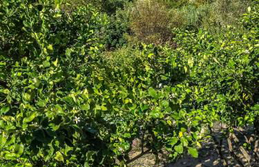 House With Pergola And Stunning Sunset On Elba - Foto 2