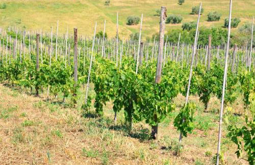 Terra di Ea - Foto 59