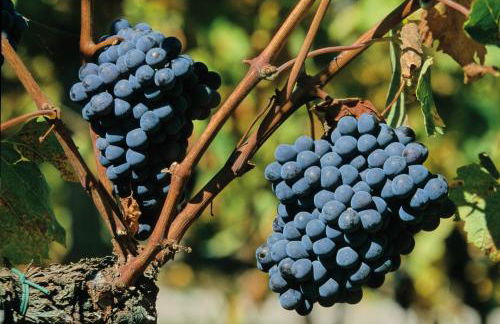 Agriturismo Le Calle - Foto 27