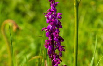 Chalet Lodge 2 - Hot Tub by Interhome - Foto 34