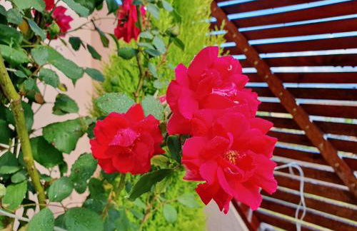 Rosinha Country House - Foto 41