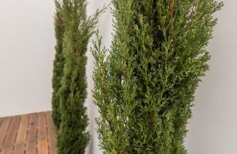 Azaleas Guest House - Photo 24