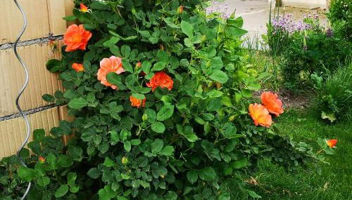 Hofgut Bentele - Foto 2