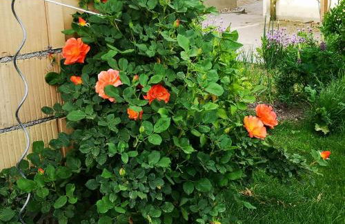 Hofgut Bentele - Foto 2