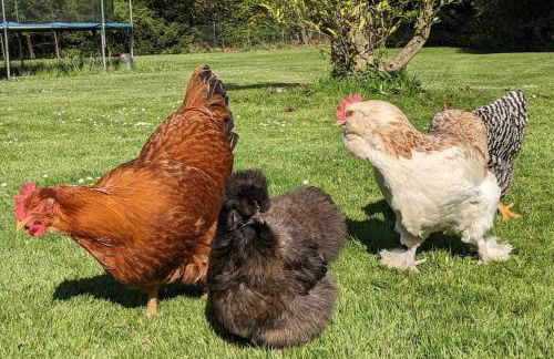 Moderne Einliegerwohnung am Wald - Foto 17