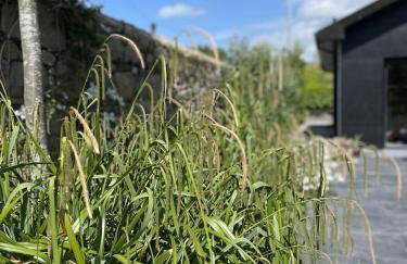 New build eco house in walled garden, Rostrevor - Photo 9