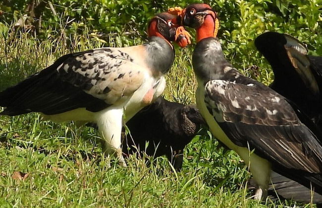 Esquipulas Rainforest - Foto 48