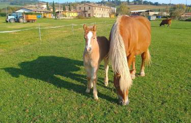 Agriturismo I Due Mondi - Foto 35