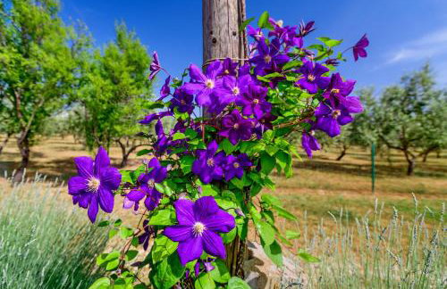 Sunny house - Foto 50