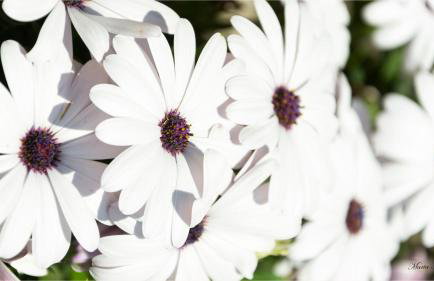 Afroditi Guest house Ano Volos - Foto 50