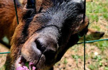Lo Canto Chai Piscine Vignes et Mini-Ferme - Foto 46
