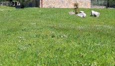 Olympus Mountain House - Foto 1, Garden, Garden view