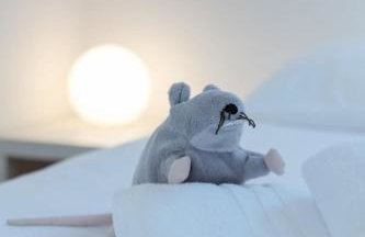 TY RAOK - Jolie maison à Lilia à 200m de la mer - Foto 20