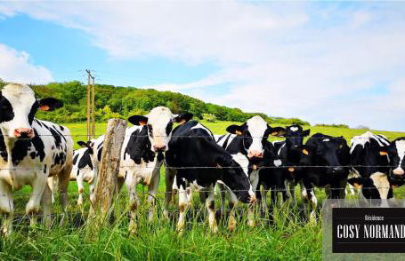 Cosy Normandy - 01 - Foto 38