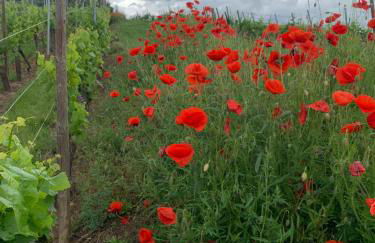 la parenthèse - Foto 15