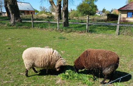 Ferienwohnung Sophienhof - Foto 18
