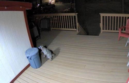 Snow Bunny Cottage, Pets Welcomed! - Foto 25