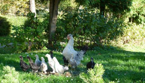 Agroturystyka u Psotki - Photo 3