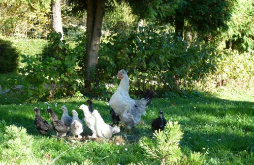 Agroturystyka u Psotki - Foto 3