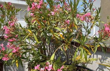 Casa Plauto Attico senza cucina without kichen - Foto 14