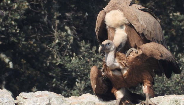 Vautours de Monfragüe