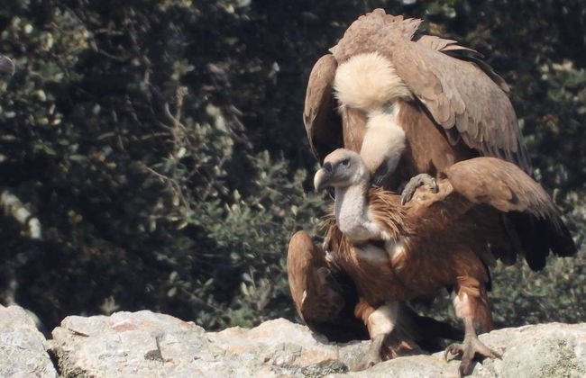 Observation d'oiseaux à Monfragüe - Photo 2
